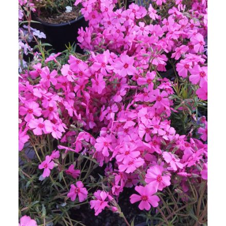 Phlox subulata Goldiphlox 'cherry'-Árlevelű lángvirág