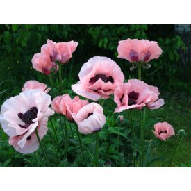 Papaver ori. 'Princess Victoria Louise'-Pipacs