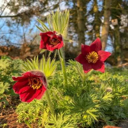 Pulsatilla vulgaris 'Rote Glocke'-Nyugai kökörcsin / Kökörcsin