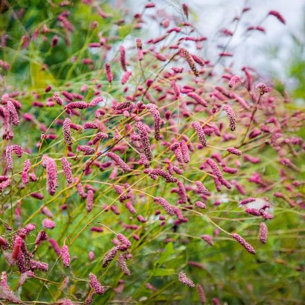 Sanguisorba officinalis 'Pink Tanna'-Őszi vérfű