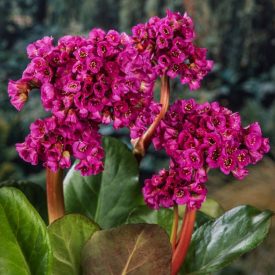 Bergenia 'Eden's Dark Margin'-Bőrlevél