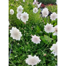 Scabiosa Columbaria 'kudo white'-Ördögszem