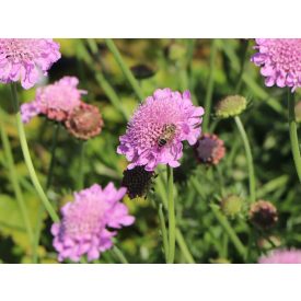 Scabiosa Columbaria 'Pink mist'-Ördögszem