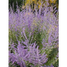 Salvia Yangii 'Blue steel'-Sudárzsálya