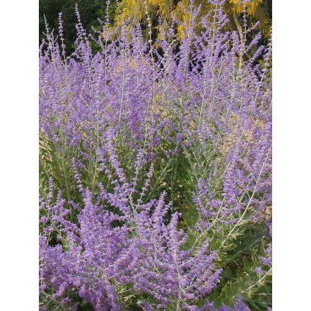 Salvia Yangii 'Blue steel'-Sudárzsálya