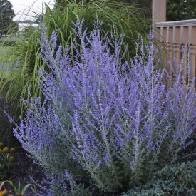 Salvia Yangii 'Crazy blue'-Sudárzsálya