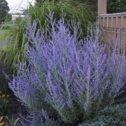 Salvia Yangii 'Crazy blue'-Sudárzsálya