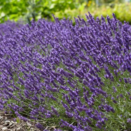 Lavandula angustifolia 'Superblue'-Levendula