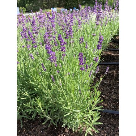Lavandula angustifolia 'Hidcote'-Angol levendula