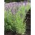 Lavandula angustifolia 'Hidcote'-Angol levendula