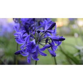 Agapanthus 'Northern Star'-Szerelemvirág