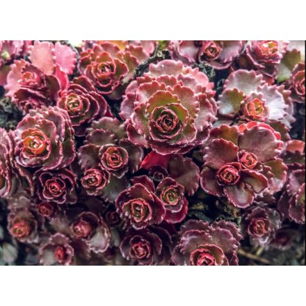 Sedum spurium 'Ruby Mantle'-Varjúháj