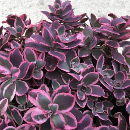 Sedum sunsparkler 'Dream dazzler' -"Pompás" Varjúháj