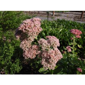 Hylotelephium 'Herbstfreude'-Varjúháj