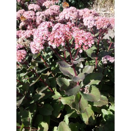 Hylotelephium 'Matrona' -Varjúháj