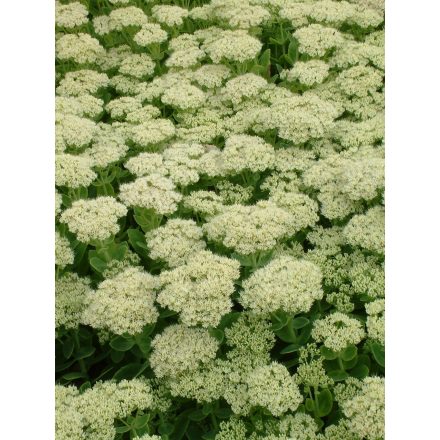 Hylotelephium 'Spectabile Iceberg'-Varjúháj