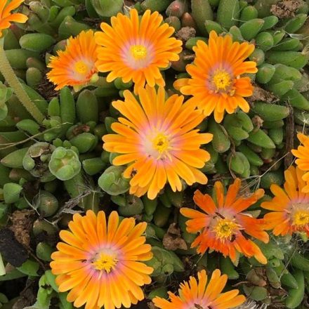 Delosperma 'Orange crush'-Délvirág / Kristályvirág