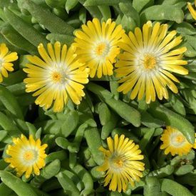   Delosperma 'Mountain dew'-Délvirág / Kristályvirág