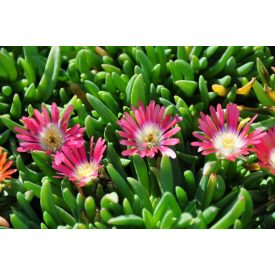   Delosperma dyeri 'Red mountain'-Narancspiros délvirág
