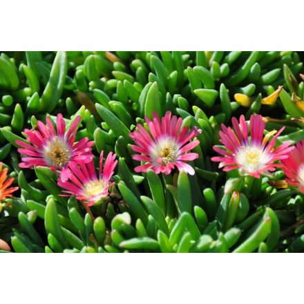 Delosperma dyeri 'Red mountain'-Narancspiros délvirág