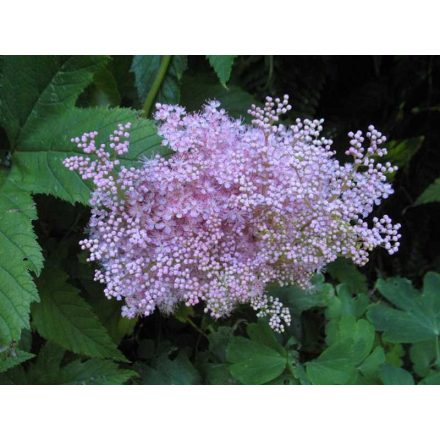 Filipendula purpurea 'Elegans'-Piros Legyezőfű