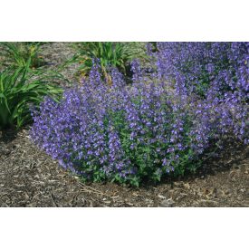   Nepeta x Faassenii 'Junior walker'-Junior Walker kerti macskamenta