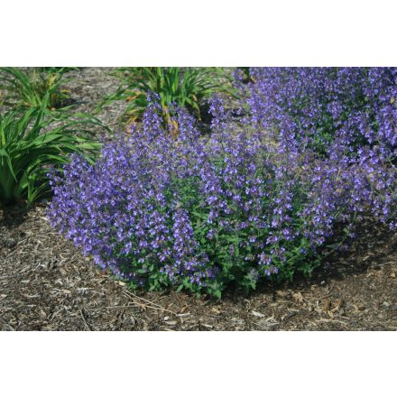 Nepeta x Faassenii 'Junior walker'-Junior Walker kerti macskamenta