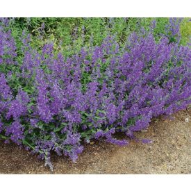 Nepeta x Faasseri 'Picture purrfect'-macskamenta