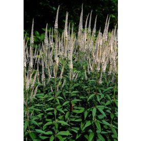   Veronicastrum virginicum 'Pink Glow'-Virginiai Veronika