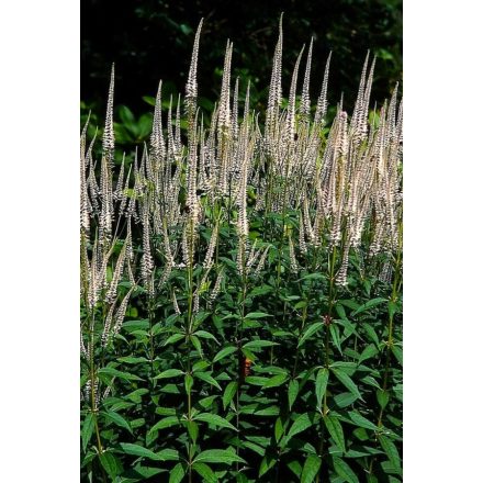 Veronicastrum virginicum 'Pink Glow'-Virginiai Veronika