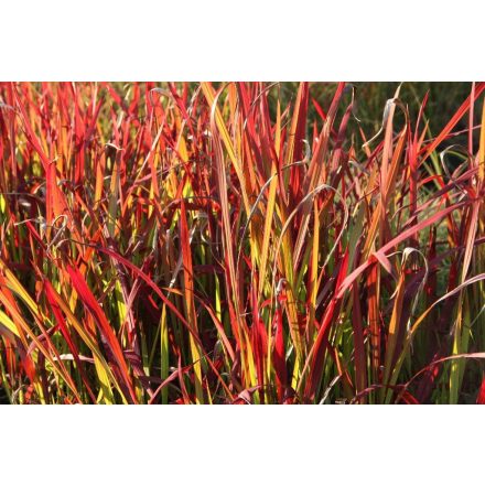 Imperata Cylindrica 'Red baron'-Alangfű