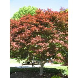 Acer Palmatum 'Trompenburg'-Japán juhar