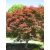 Acer Palmatum 'Trompenburg'-Japán juhar