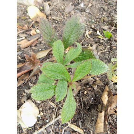 Rodgersia pinnata 'Chocolate Wings'-Tenyeres tóparti fű
