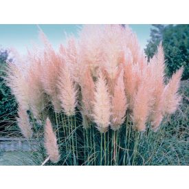 Cortaderia selloana 'Pink feather'-Pampafű