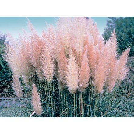 Cortaderia selloana 'Pink feather'-Pampafű