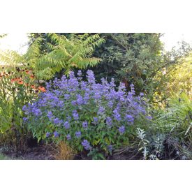   Caryopteris clandonensis 'Grand Bleu'-Angol kékszakáll