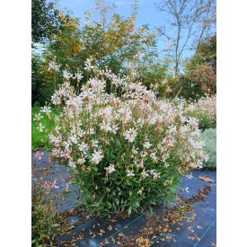Gaura 'Emmeline white'-Díszgyertya