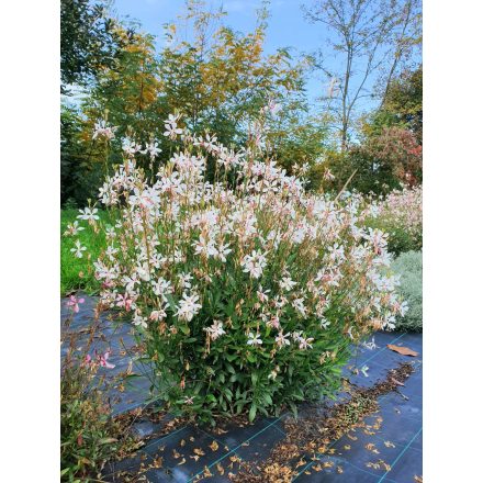 Gaura 'Emmeline white'-Díszgyertya
