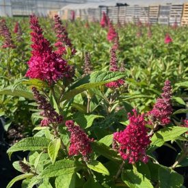   Buddleja davidii 'Butterfly Little Pink'-Törpe Nyári orgona