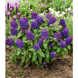   Buddleja davidii 'Little Rockstar'-Törpe Nyári orgona