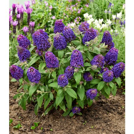 Buddleja davidii 'Little Rockstar'-Törpe Nyári orgona
