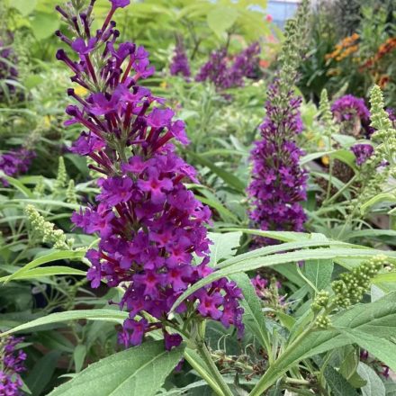 Buddleja dav. BUTT. Little Purple-Törpe nyáriorgona