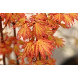 Acer Palmatum 'Orange dream'-Japán juhar