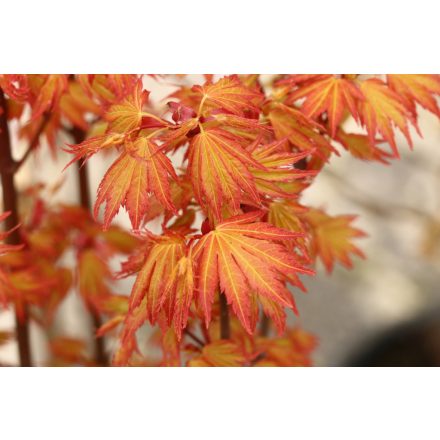 Acer Palmatum 'Orange dream'-Japán juhar