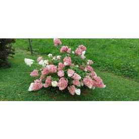   Hydrangea Paniculata 'Vanille fraise'-Bugás hortenzia 'Vanille Fraise'