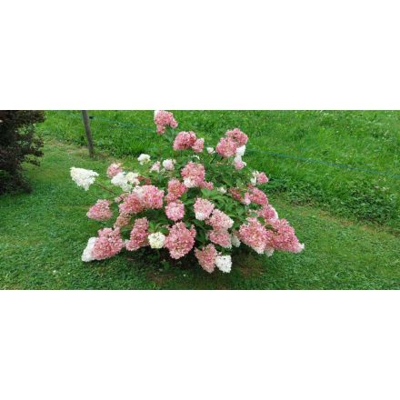 Hydrangea Paniculata 'Vanille fraise'-Bugás hortenzia 'Vanille Fraise'