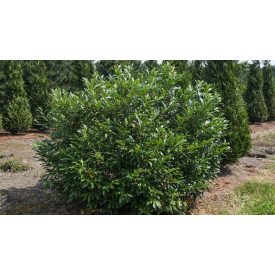 Prunus L. 'Herbergii'-Babérmeggy