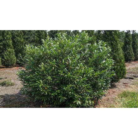 Prunus L. 'Herbergii'-Babérmeggy