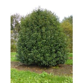 Prunus L. 'Angustifolia-Portugál Babérmeggy